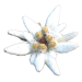 Edelweiss Extrakt