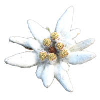 Edelweiss Extrakt